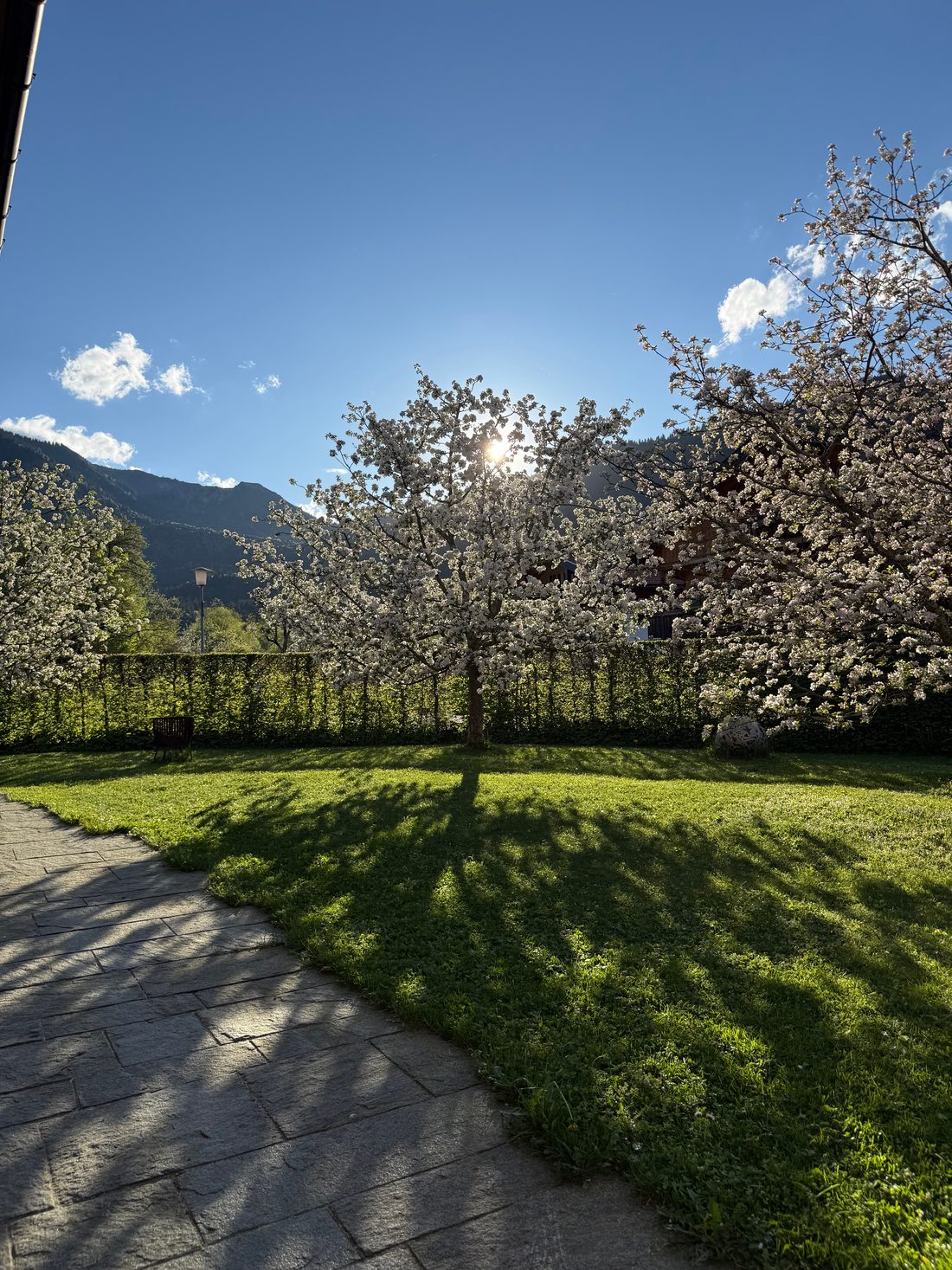 Plattenweg durch den Garten, dahinter ein blühender Apfelbaum im Gegenlicht