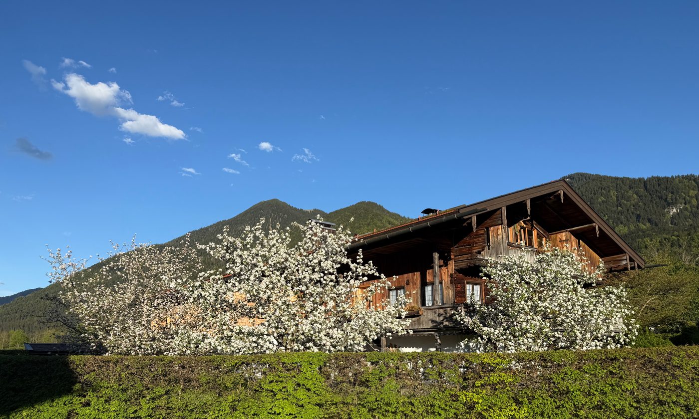 Der Gasperhof hinter blühenden Apfelbäumen, dahinter der Wallberg