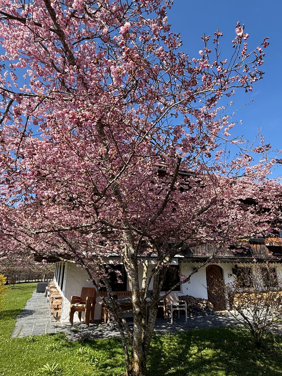 Blühende Zierkirsche vor dem Freisitz mit Holzstühlen